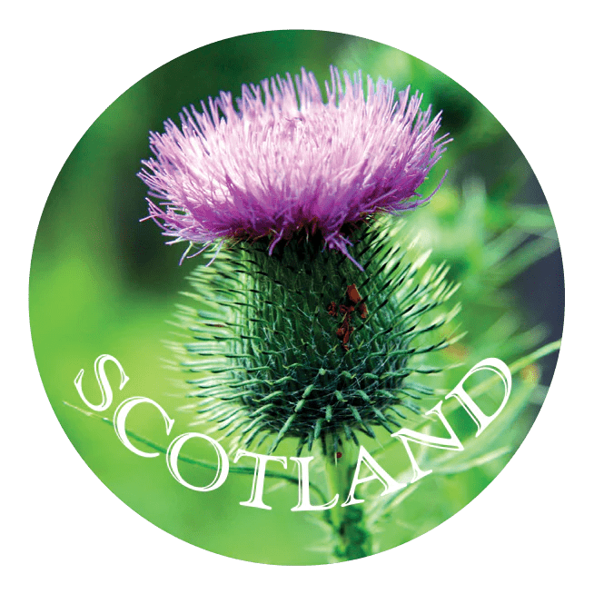 Glass - Look Pebble Scotland Magnet – Piper, Coo, Thistle, or Westie (5cm) - Heritage Of Scotland - Thistle