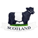 Scottish Polyresin Fridge Magnets – Fun Souvenirs with Iconic Designs - Heritage Of Scotland - Belted Galloway