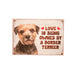 Pet Fridge Magnet Small Border Terrier - Heritage Of Scotland - BORDER TERRIER
